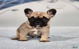 French Bulldog dogs for sale: Mini - Image 1