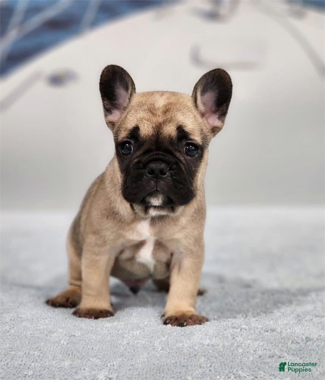 French Bulldog dogs for sale: Mini - Image 1