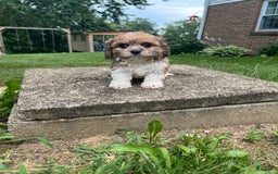 Cavapoo dogs for sale: Diego - Image 15