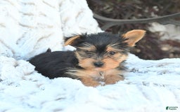 Morkie dogs for sale: Dustin - Image 3