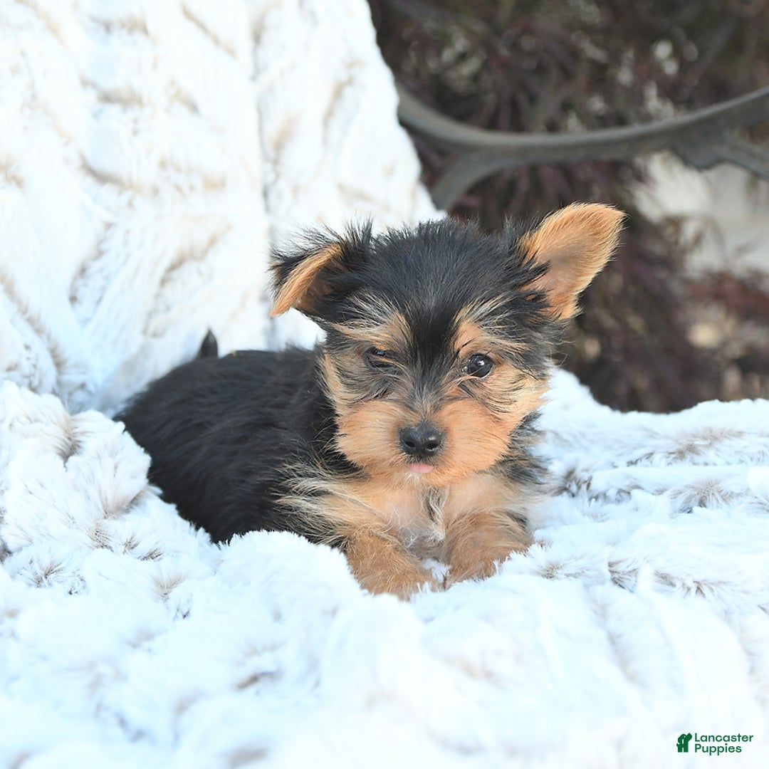 Morkie dogs for sale: Dustin - Image 3