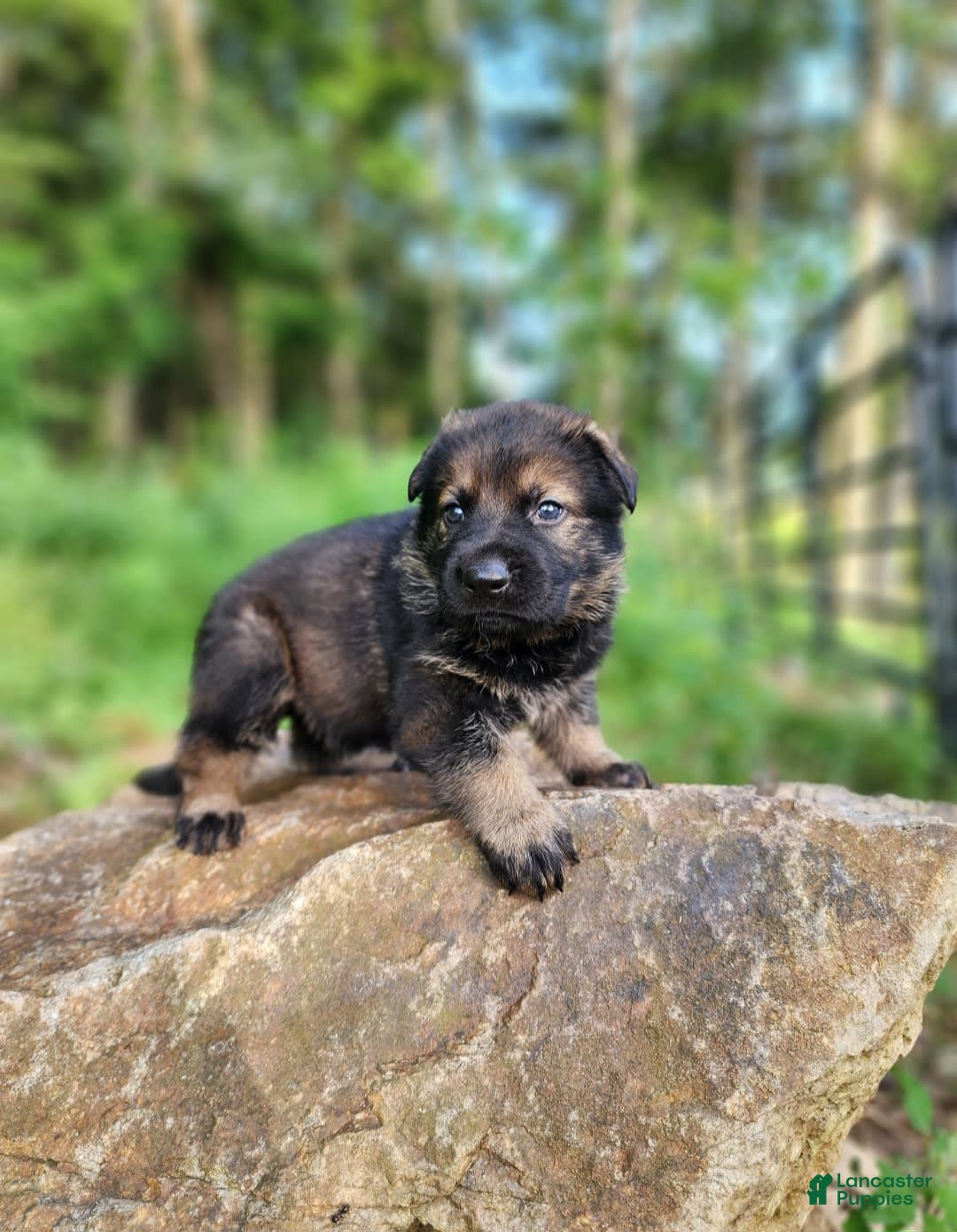 German Shepherd dogs for sale: Karma - Image 1