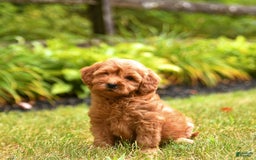 Mini Goldendoodle dogs for sale: Ruby - Image 4