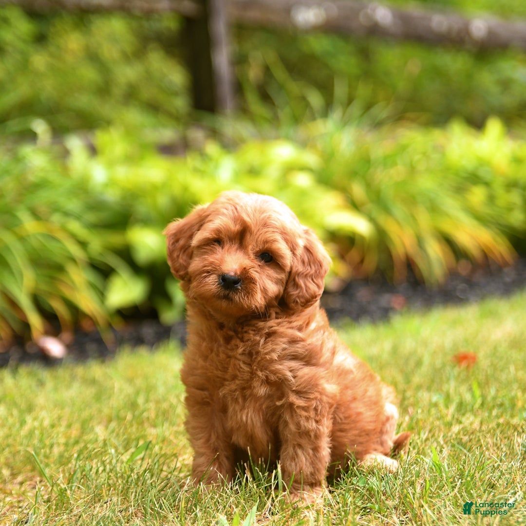 Mini Goldendoodle dogs for sale: Ruby - Image 4