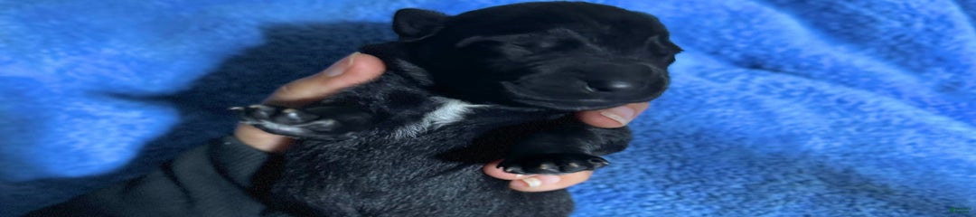Akc Certified Female 4