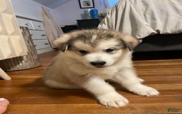 Alaskan Malamute dogs for sale: Tacoma - Image 1