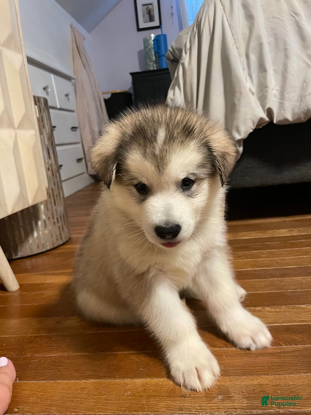Alaskan Malamute dogs for sale: Tacoma - Image 1