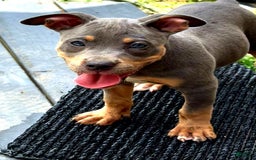 American Bully dogs for sale: "   Alicia Keyz" - Image 8