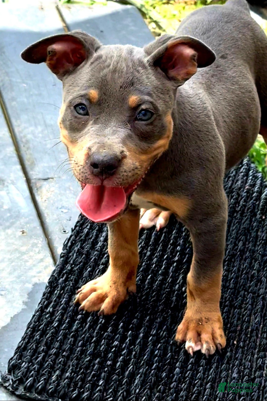 American Bully dogs for sale: "   Alicia Keyz" - Image 8
