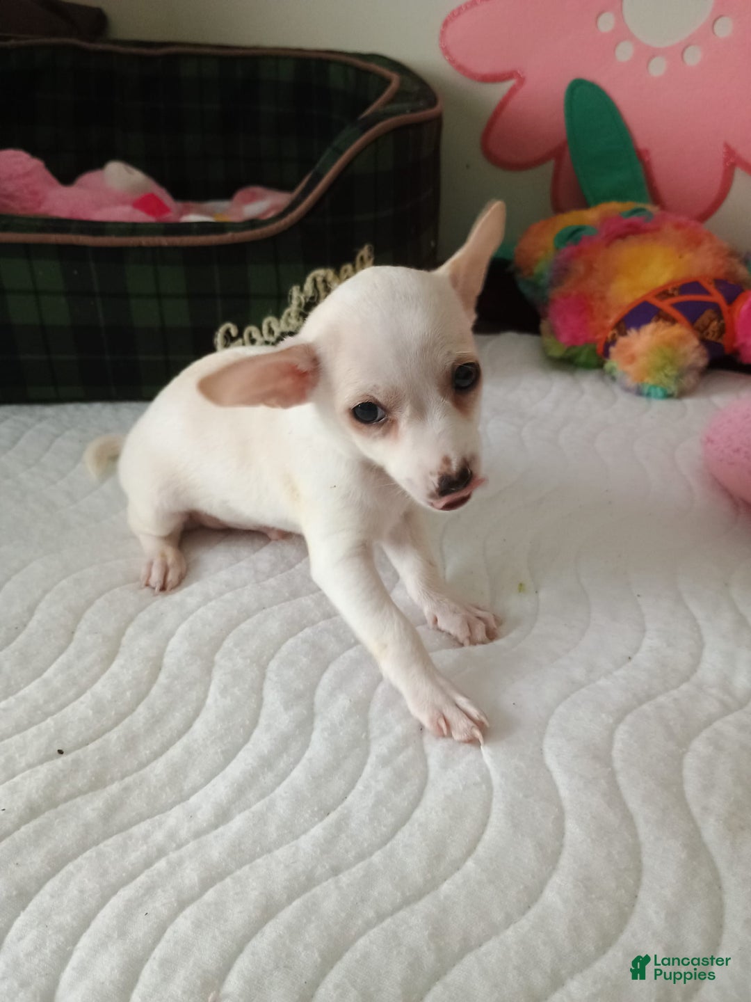 Chihuahua dogs for sale: Butters. Toy - Image 9