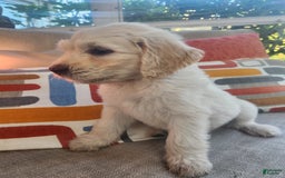 Goldendoodle dogs for sale: Cotton - Image 1