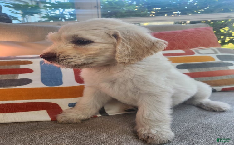 Goldendoodle dogs for sale - Ad 1