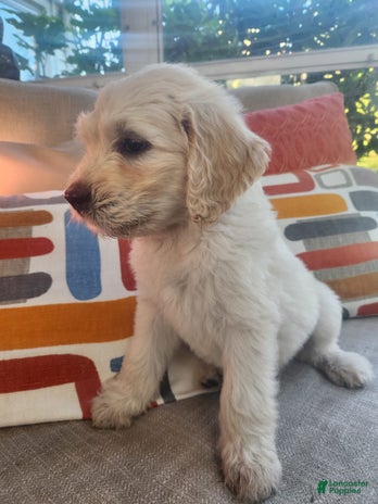 Goldendoodle dogs for sale - Ad 1