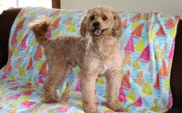 Mini Goldendoodle dogs for sale: Oliver - Image 1