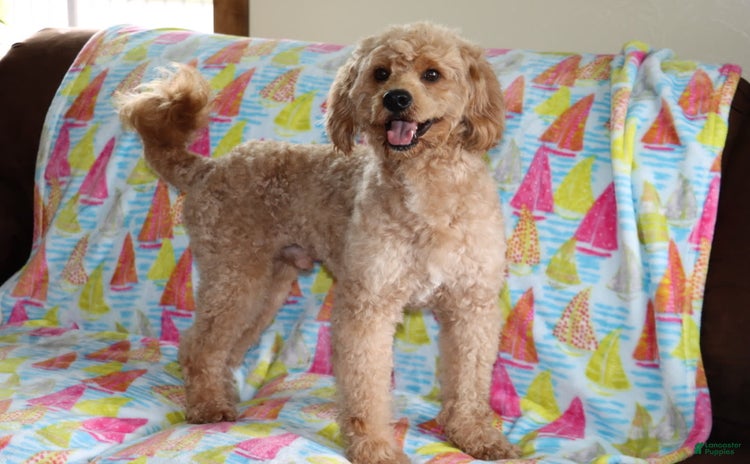 Mini Goldendoodle dogs for sale - Ad 1