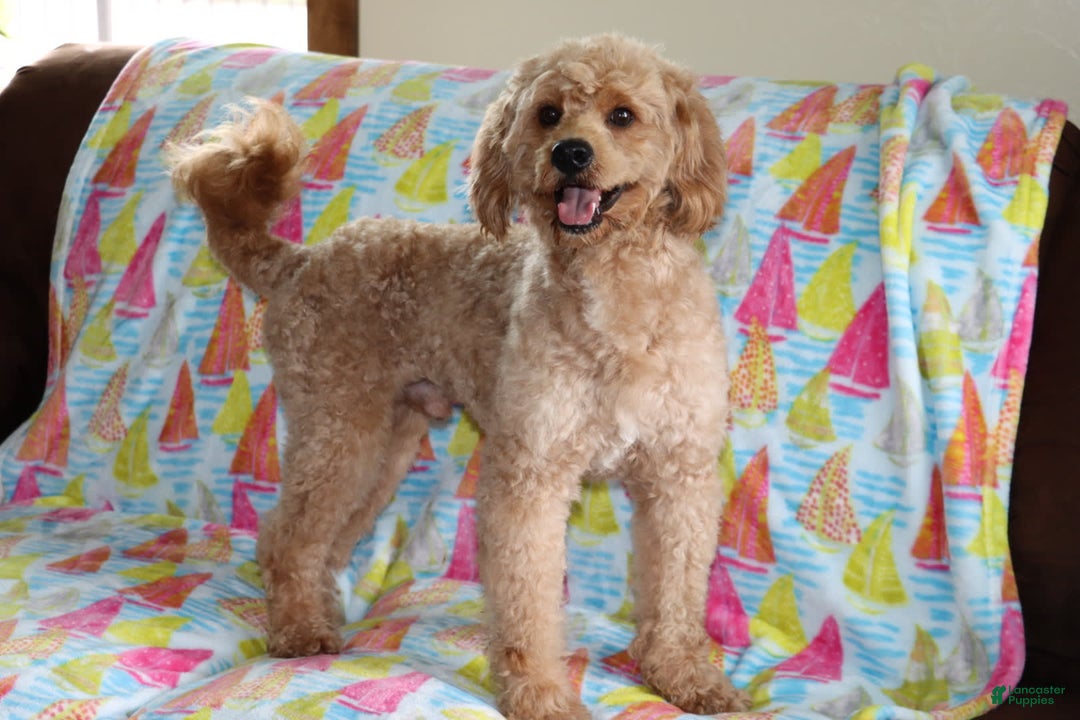 Mini Goldendoodle dogs for sale: Oliver - Image 1