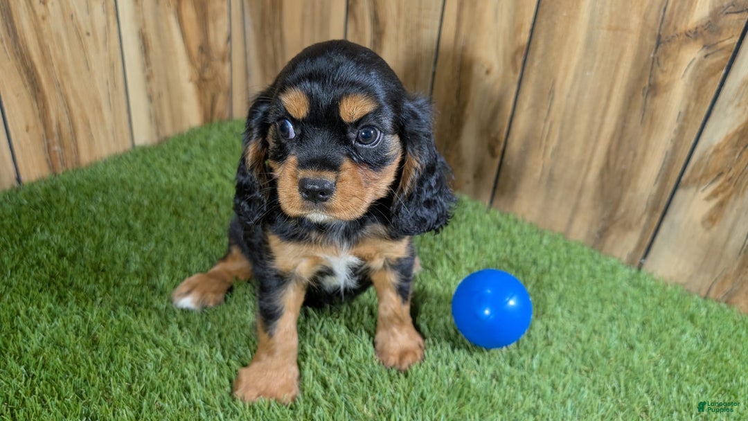 Cavalier King Charles Spaniel dogs for sale: Brin Boy 1 - Image 11