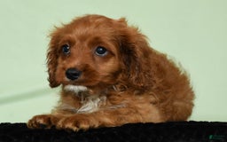 Cavapoo dogs for sale: Indy - Image 1