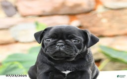 Pug dogs for sale: Jasmine - Image 4