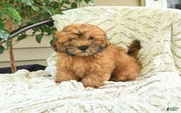 Shihpoo dogs for sale: Jasper - Image 3