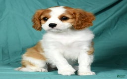 Cavalier King Charles Spaniel dogs for sale: Izzy - Image 8