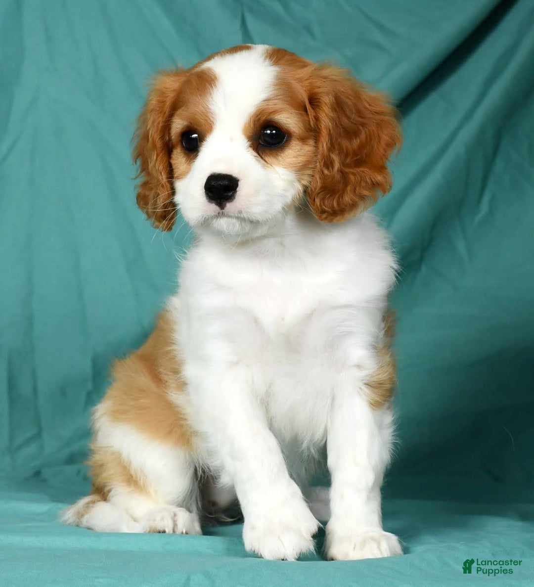 Cavalier King Charles Spaniel dogs for sale: Izzy - Image 8