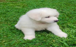 Great Pyrenees dogs for sale: Cedar - Image 4