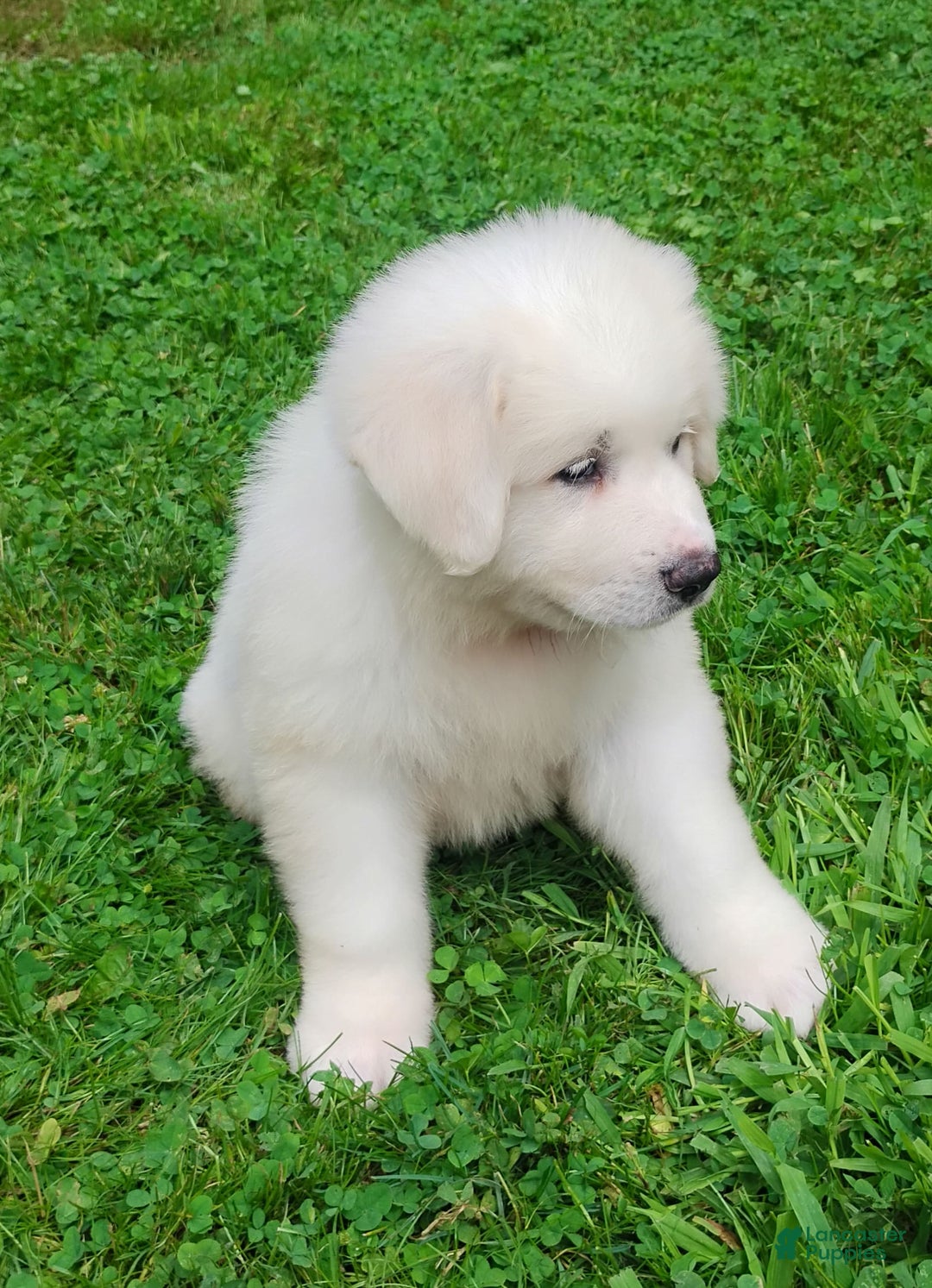 Great Pyrenees dogs for sale: Cedar - Image 4