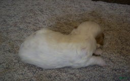 Cavapoo dogs for sale: Sam - Image 7