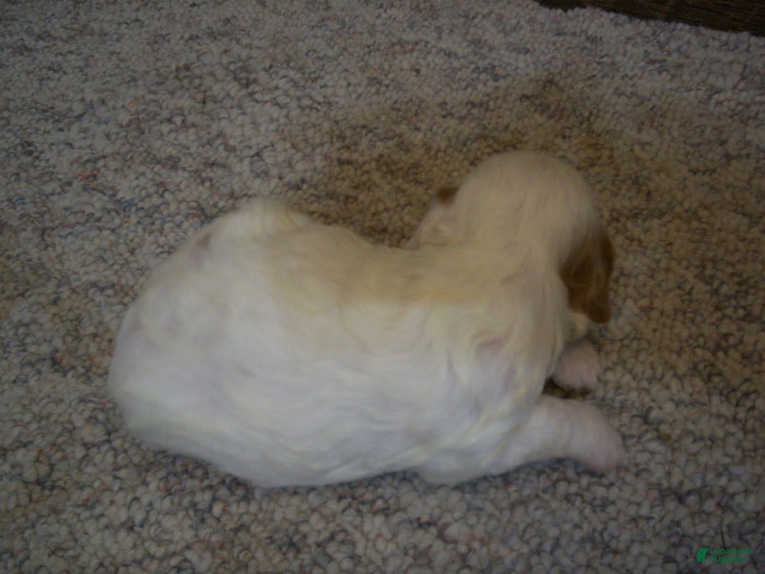 Cavapoo dogs for sale: Sam - Image 7