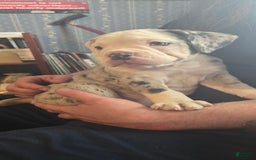 Olde English Bulldogge dogs for sale: Anna - Image 2