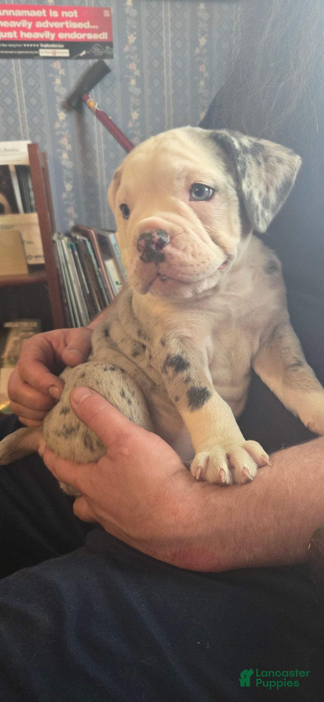 Olde English Bulldogge dogs for sale: Anna - Image 2