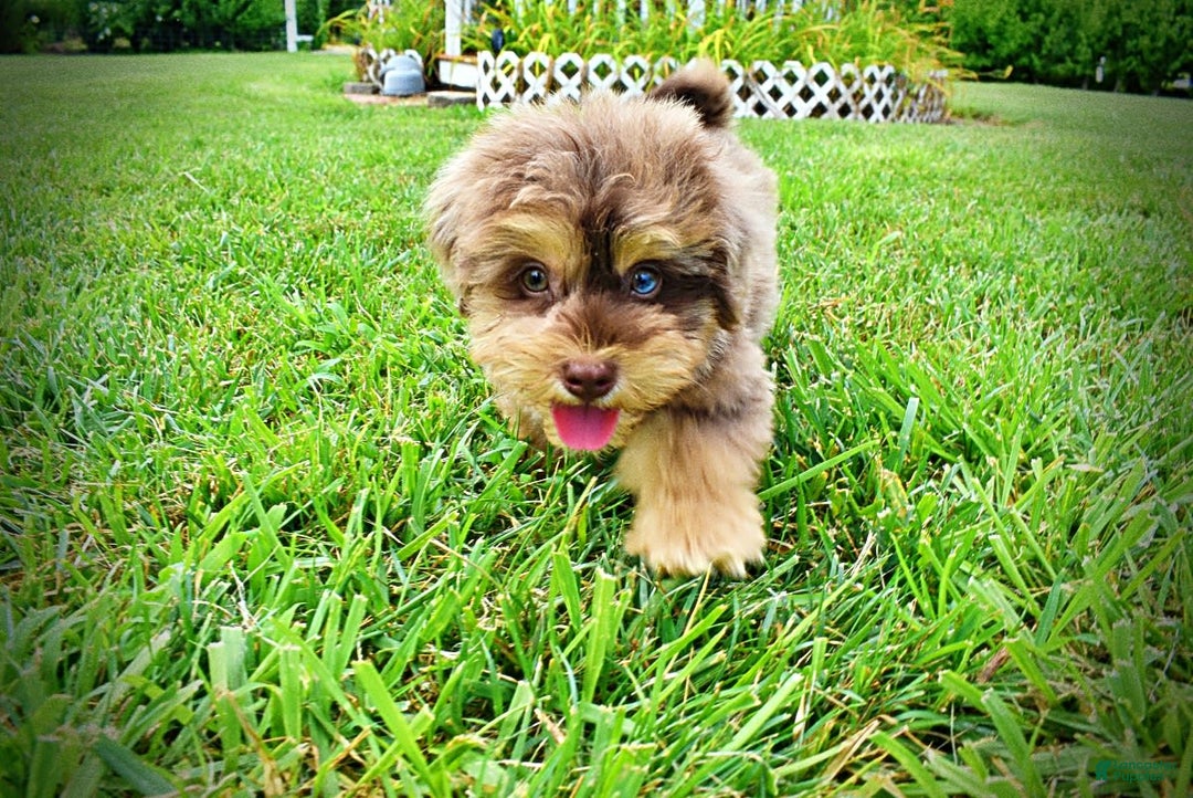 Havapoo dogs for sale: Domino - Image 8