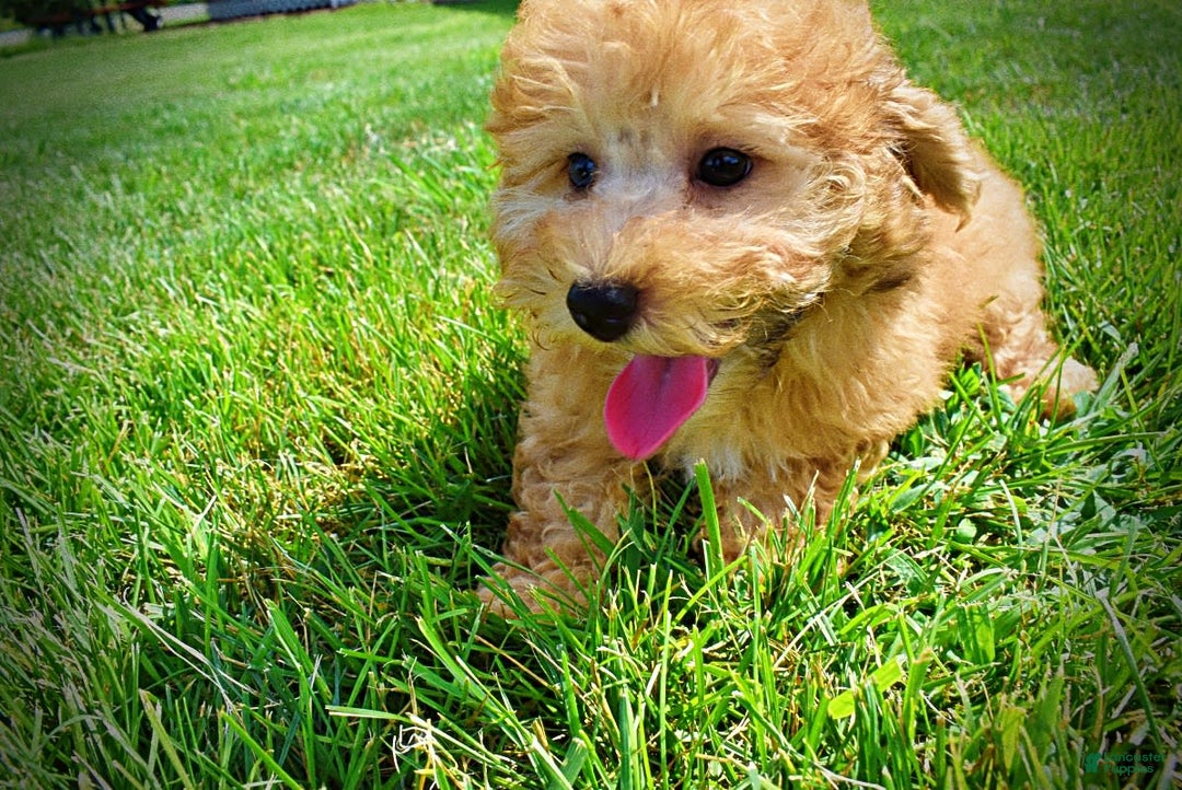 Havapoo dogs for sale: Ember - Image 13