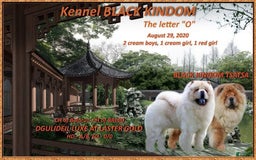 Chow Chow dogs for sale: SLM Red Female - Image 9