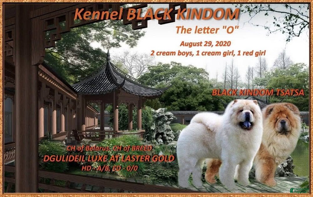 Chow Chow dogs for sale: SLM Red Female - Image 9