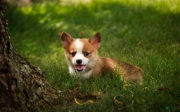 Welsh Corgi Pembroke dogs for sale: Brownie - Image 4