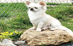 Chihuahua dogs for sale: Full Akc Rose - Image 10