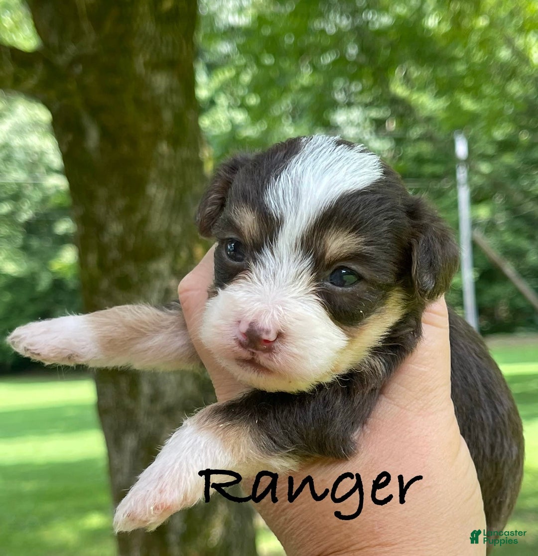 Yorkiepoo dogs for sale: Ranger - Image 1