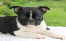 Boston Terrier dogs for sale: Clayton - Image 3