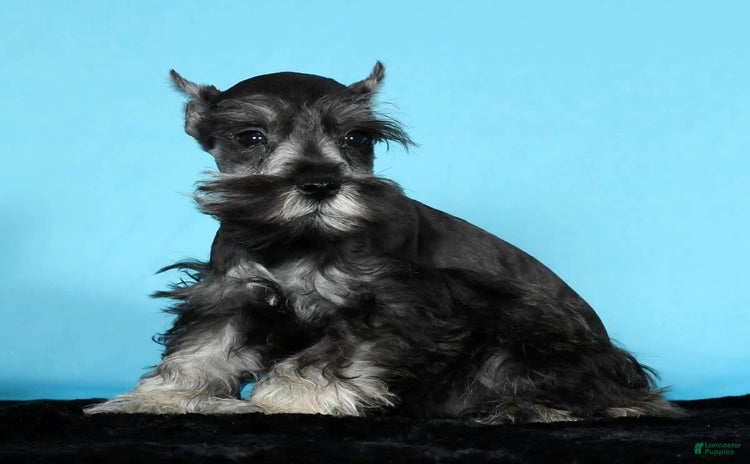 Miniature Schnauzer dogs for sale - Ad 4