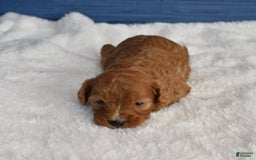 Cavapoo dogs for sale: Cavapoo 6 puppies - Image 8