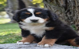 Bernese Mountain Dog dogs for sale: Rosie - Image 1