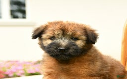 Soft Coated Wheaten Terrier dogs for sale: Demmie - Image 5