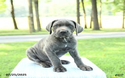 Cane Corso dogs for sale: Drake - Image 4
