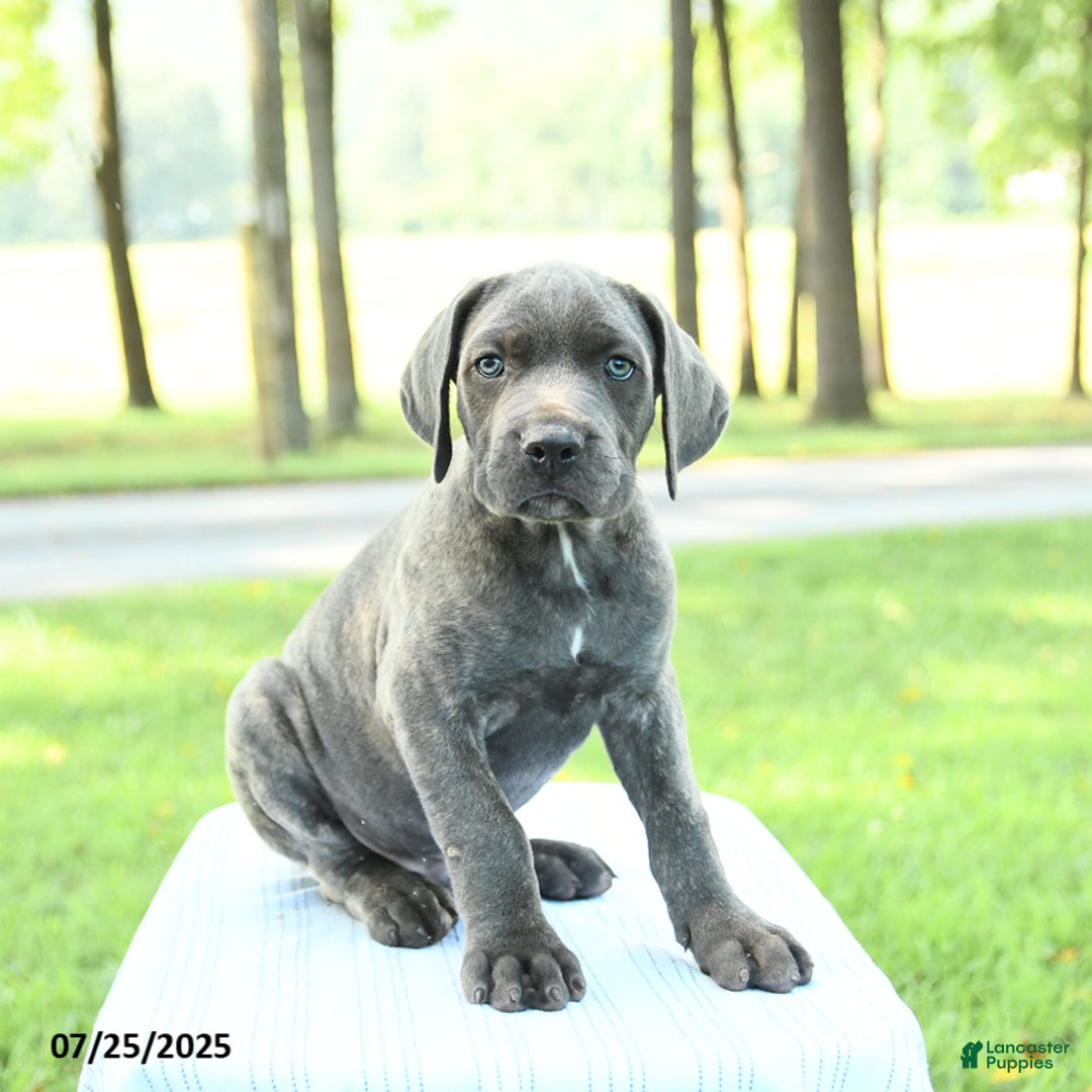 Cane Corso dogs for sale: Drake - Image 4