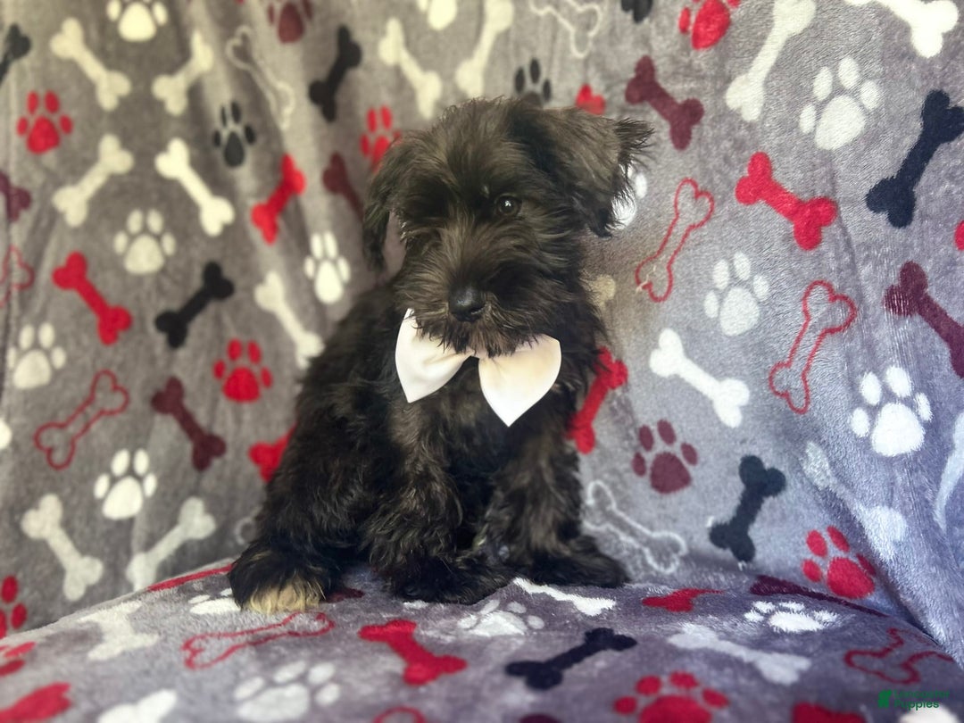Miniature Schnauzer dogs for sale: Rover - Image 10