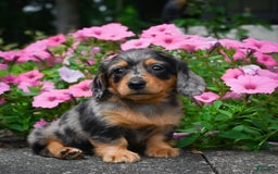 Miniature Dachshund dogs for sale: Shadow - Image 7