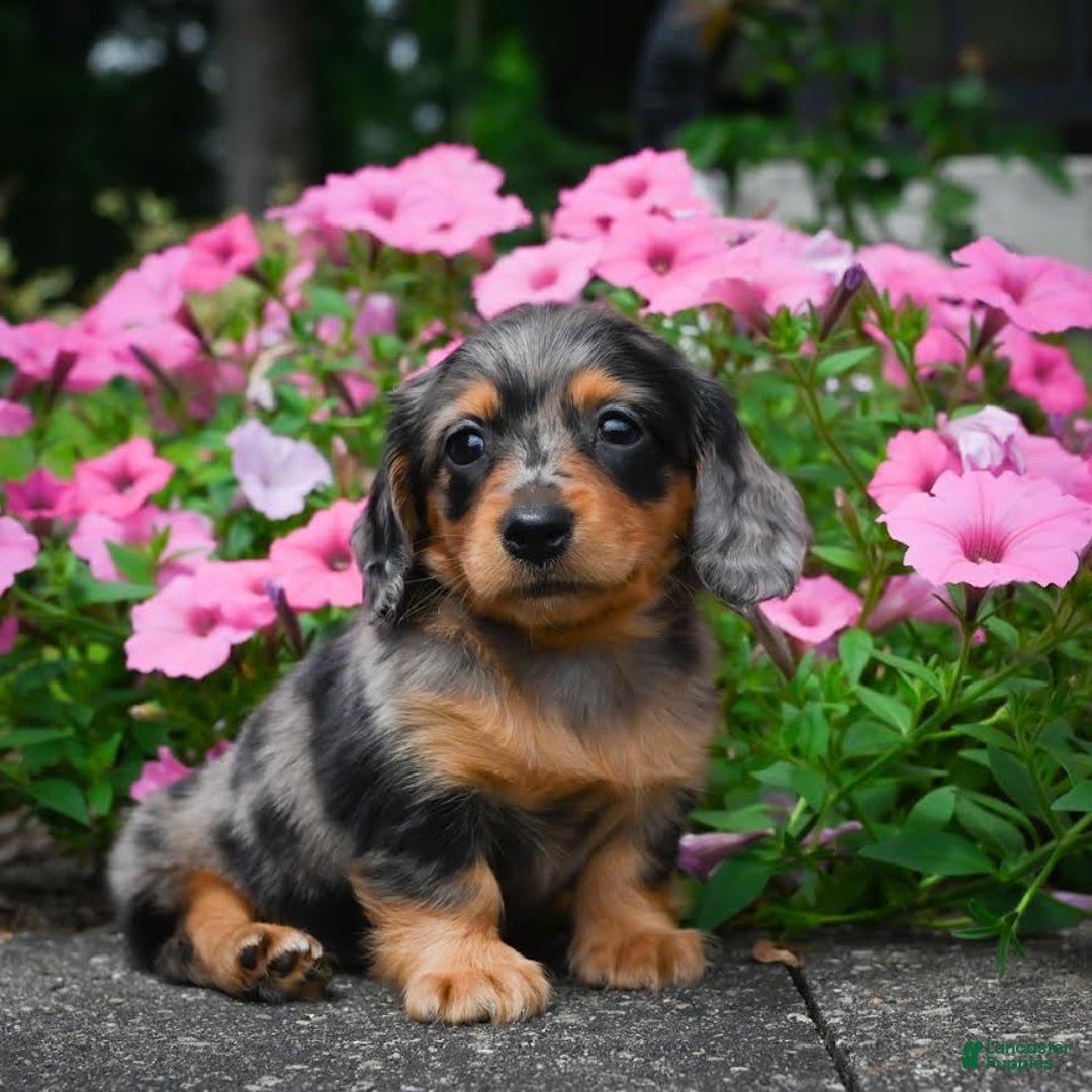 Miniature Dachshund dogs for sale: Shadow - Image 7