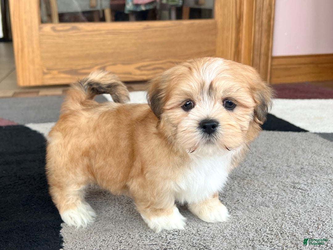 Lhasa Apso dogs for sale: Benji - Image 3